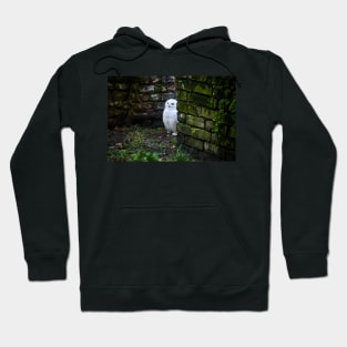 snow owl 1 / Swiss Artwork Photography Hoodie